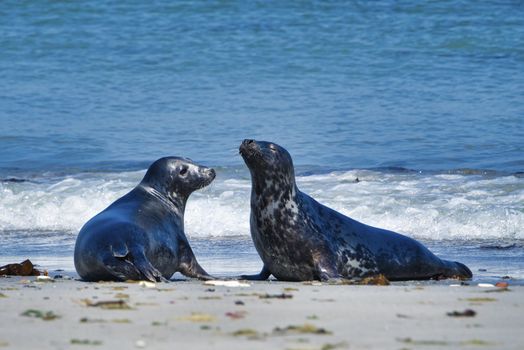 Wijd Grey seal on the north beach of Heligoland - island Dune i- Northsea - Germany