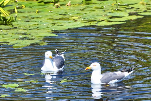 Group ofeuropean herring gull on heligoland - island Dune - cleaning feather in sweet water pond - Larus argentatus