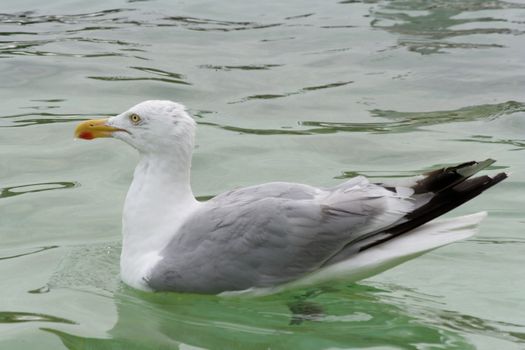 Seagul at the island of Texel