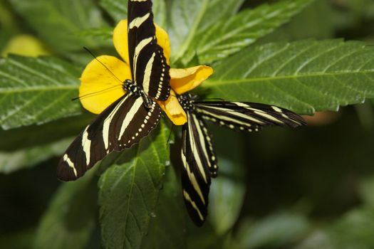 butterfly in nature - Heliconius charithonia