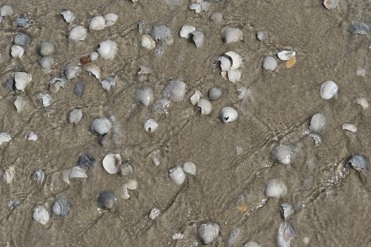 Muscheln am Strand -  sea shell on the beach