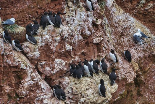 common murre colony - common guillemot on the red Rock in the northsea - Heligoland - Germany -Uria aalge