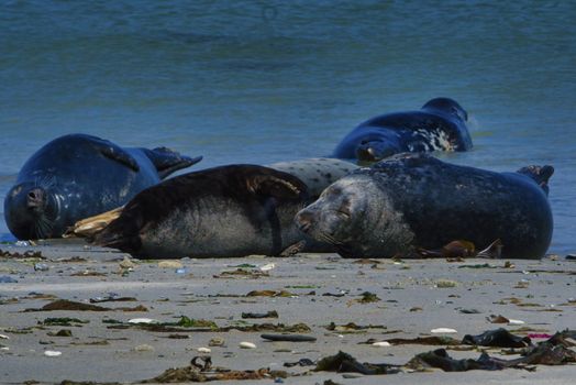 Wijd Grey seal on the north beach of Heligoland - island Dune i- Northsea - Germany