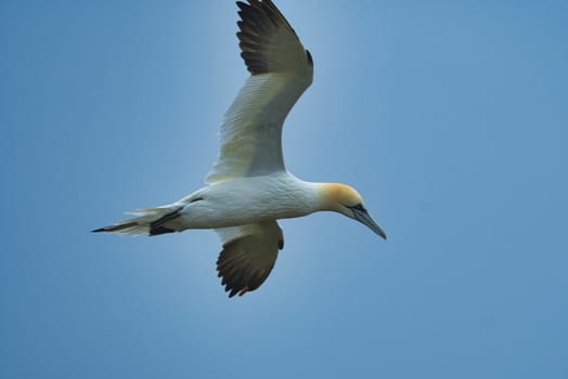 single northern gannet on blue sky