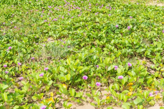 Beach Morning Glory or Goat's Foot Creeper texture background on the beach. Natural beach morning glory or Goat's foot creeper