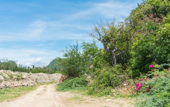 Green tree on small mountain or hill and mound or pile and way. Landscape summer concept in relaxation mood for design