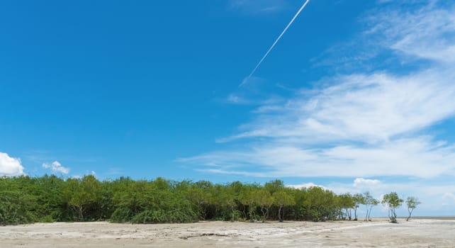 Green tree on beach and blue sky and cloud in minimal style. Natural landscape or scenery in summer concept