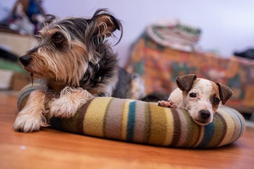 Close up portrait of pets sleeping in pet bed with friend next to him