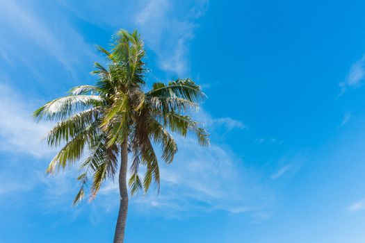 Coconut tree on blue sky and cloud background. Coconut tree left of frame. Landscape or scenery in natural for summer season concept