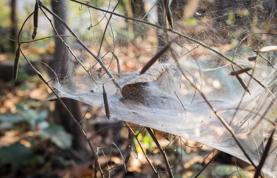 Spider and Cobweb in Forest with Dried Tree Branch and Leaves. Forest adventure travel at Phayao attractions northern Thailand travel