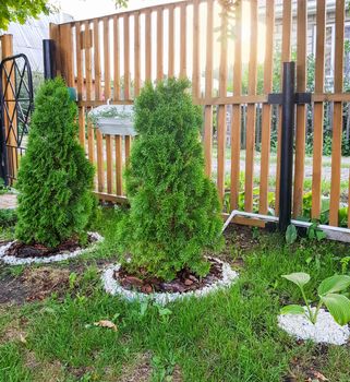 New wooden fence, green lawn, low thuja trees with decorative flowerbeds, beautiful garden in a country house, sunlight, summer day.