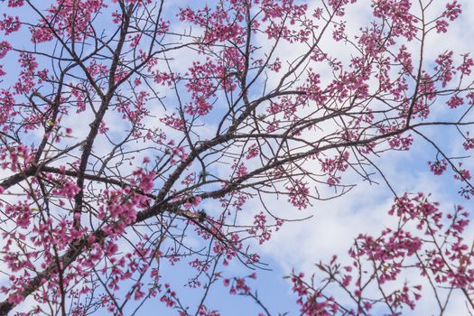 Prunus Cerasoides or Cherry Blossom or Sakura Flower on Blue Sky Background Phi Chi Fa Forest Park. Cherry blossom or sakura flower on mountain at Phu Chi Fa Forest Park Chiang Rai 
northern Thailand travel