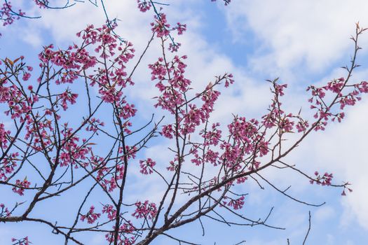 Prunus Cerasoides or Cherry Blossom or Sakura Flower on Blue Sky Background Phi Chi Fa Forest Park. Cherry blossom or sakura flower on mountain at Phu Chi Fa Forest Park Chiang Rai 
northern Thailand travel