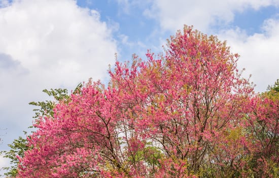 Prunus Cerasoides or Cherry Blossom or Sakura Tree on Blue Sky Background Phi Chi Fa Forest Park Normal. Cherry blossom or sakura flower on mountain at Phu Chi Fa Forest Park Chiang Rai 
northern Thailand travel