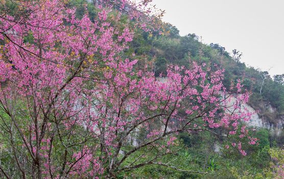 Prunus Cerasoides or Cherry Blossom or Sakura Flower on Phu Chi Fa Forest Park with Mountain. Cherry blossom or sakura flower on mountain at Phu Chi Fa Forest Park Chiang Rai 
northern Thailand travel