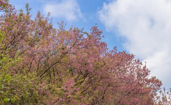 Prunus Cerasoides or Cherry Blossom or Sakura Tree on Blue Sky Background Phi Chi Fa Forest Park. Cherry blossom or sakura flower on mountain at Phu Chi Fa Forest Park Chiang Rai 
northern Thailand travel