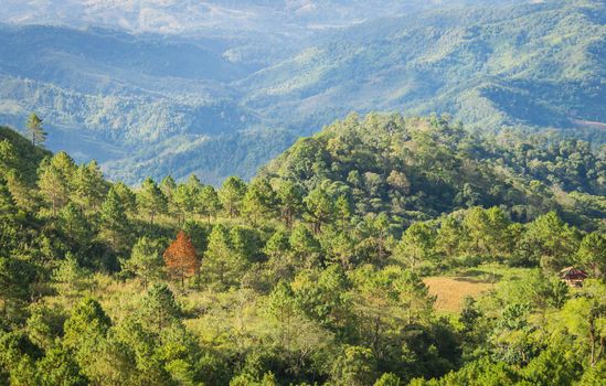 Outstanding Dried Tree Among Green Tree Forest Left Frame with Mountain Background. Outstanding Dried Tree at Lan Hin Lan Pee View Point Phu Langka National Park Phayao Northern 
Thailand Travel