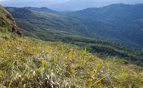 Grass Field at Phu Lanka Mountain National Park Phayao Thailand Travel Zoom. Yellow grass field on Phu Langka mountain and green tree Phayao Thailand travel. Northern Thailand 
travel