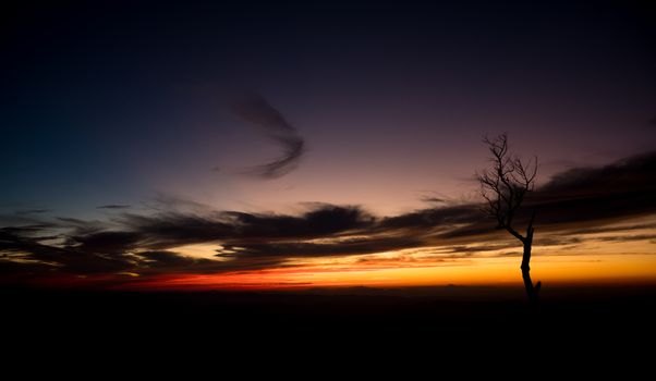 Silhouette Dried Tree in Twilight. Natural art dried tree silhouette at Phu Langka National Park