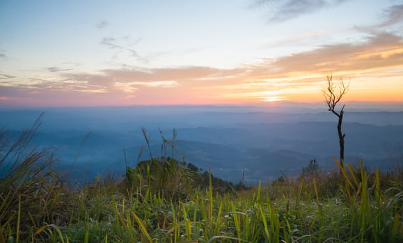 Gold Sunset Light with Dried Tree at Phu Langka National Park Thailand. Sunset landscape scene at Phu Langka National Park Thailand. Thailand travel at Phu Langka National 
Park