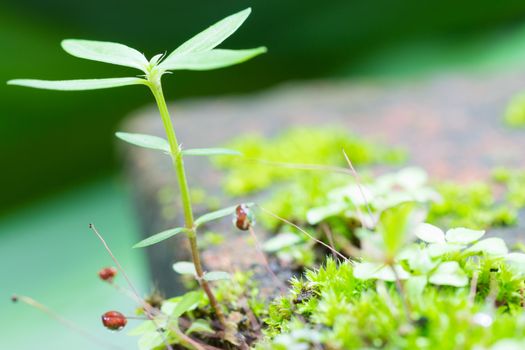 Green little tree and moss in marshland. Small tree on green leaf background.