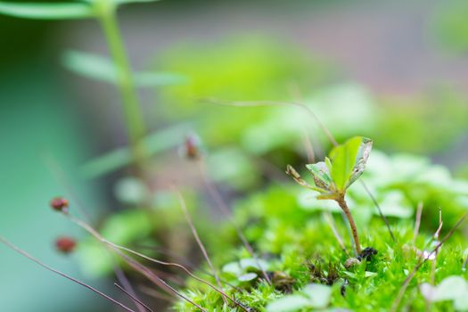 Green little tree or moss in marshland. Small tree on green leaf background.