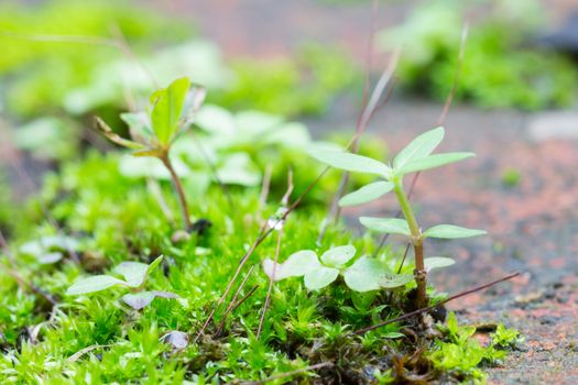 Green little tree and moss in marshland. Small tree on green leaf background.