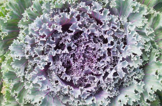 Violet or purple Cabbages for design. Cabbages background in garden. Beautiful ornament Cabbages in natural. Fresh Kale Cabbages 
texture leaves.