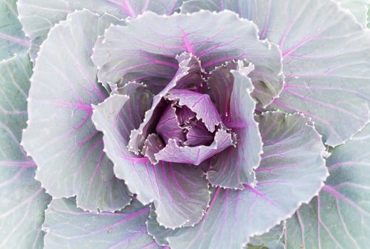 Violet or purple Cabbages for design. Cabbages background in garden. Beautiful ornament Cabbages in natural. Fresh Kale Cabbages 
texture leaves.