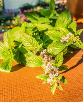 Blooming sprig of mint on a wooden background, evening Sunny Golden light, outdoor, close-up, romantic.