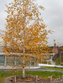 One birch with yellow autumn foliage in Zaryadye Park, Moscow, Russia, October 2019.