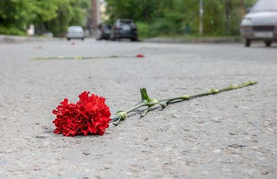 a red carnation flower lies on the street on the asphalt of the road against a background of other flowers as a symbol of a person's funeral