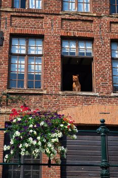 Brown pitbull looking out of the window of a brick building