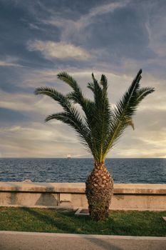 Palm tree on the background of the sea and sunset, Cyprus