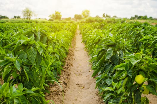 Plantations of sweet Bulgarian bell pepper. Farming and agriculture. Cultivation, care and harvesting. Grow and production of agricultural products for sale. farmland. Plant growing, agronomy.
