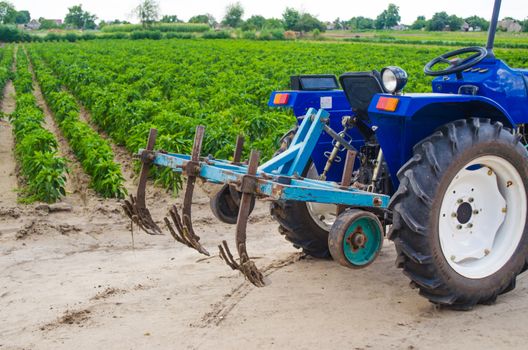 Blue tractor with a cultivator plow and the green field of the Bulgarian pepper plantation on the background. Farming, agriculture. Agricultural machinery and equipment, work on the farm. harvesting