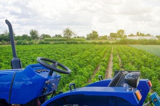 Blue tractor on the background of the green field of the Bulgarian pepper plantation. Farming and agriculture. Agricultural machinery and equipment, work on the farm. Sowing and harvesting.