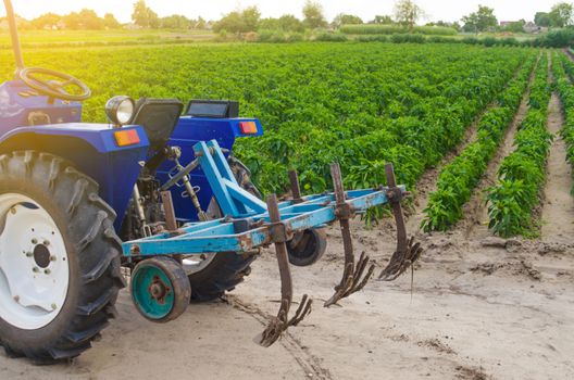 Blue tractor with a cultivator plow on the background of the green field of Bulgarian pepper plantation. Farming and agriculture. Agricultural machinery and equipment, work on the farm. harvesting