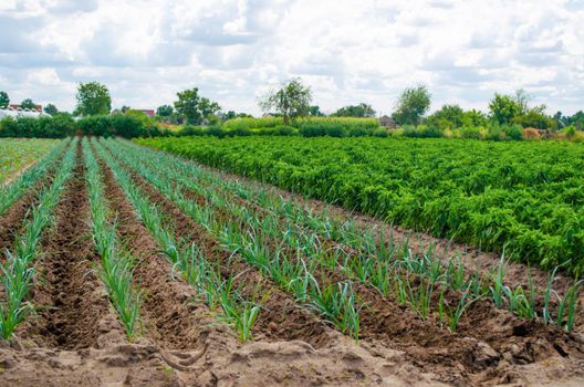 A field of young green leek plantations. Growing vegetables on the farm, harvesting for sale. Cultivation and care for plantation. Improving efficiency of crop. Agribusiness and farming. Countryside.