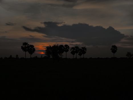 A rice field view during sunset in Thailand.