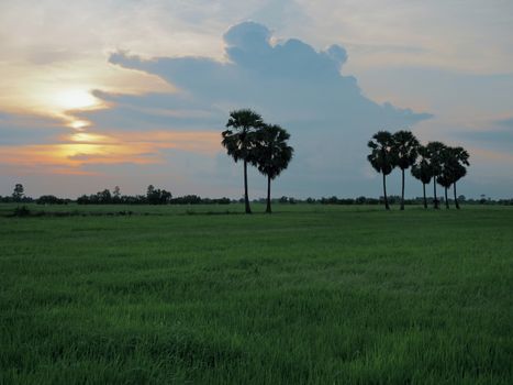 A rice field view during sunset in Thailand.