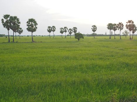 A rice field view during sunset in Thailand.