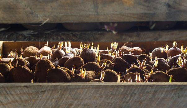 Germinating seed potatoes with roots in wooden boxes. Traditional agriculture. Farming. Food stocks, harvest. Preparation of potatoes for sowing in the ground. Agro-industrial complex, agriculture.