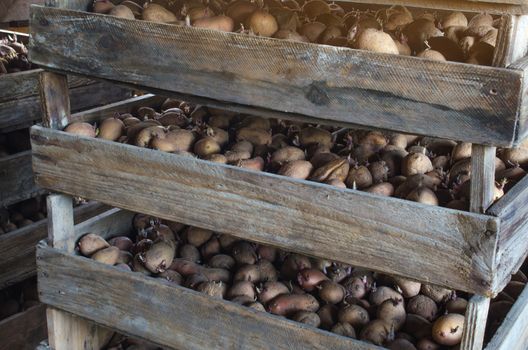 Wooden boxes with potatoes ready for planting in the ground. The beginning of the planting season. Agro-industrial complex and agriculture. Food stocks, preservation and sale of the harvest.