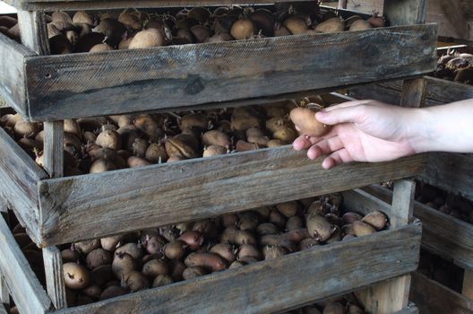 hand farmer pulls out a potato from a wooden box. Agro-industrial complex, agriculture. Food stocks, preservation and sale of the harvest. Traditional agriculture. Growing new varieties of potatoes.