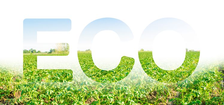 The inscription ECO on the background of a potato plantation field. Agribusiness and agro-industry. Beautiful landscape. Agriculture. The use of innovative technologies, equipment and fertilizers.
