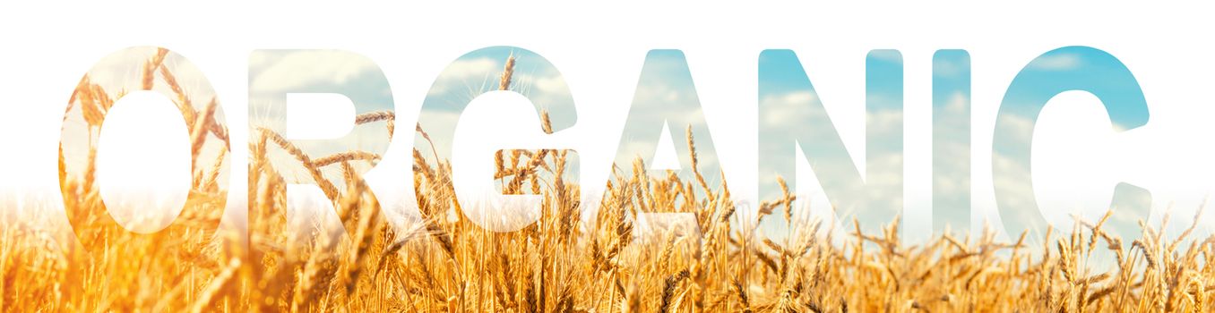 The inscription Organic on the background of a field of wheat plantation. Production of organic agricultural products. Environmentally friendly and safe product without chemicals.