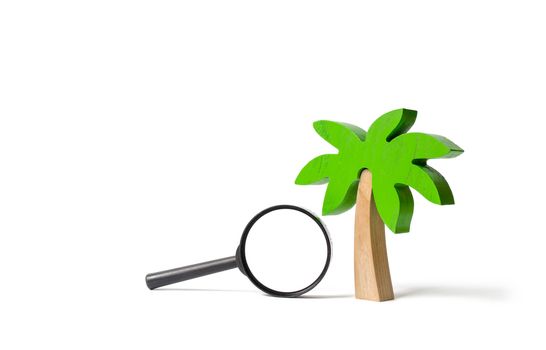 Wooden palm tree and a magnifying glass on an isolated background. The development of tourism. Tropical island. Conceptual leisure and vacation, entertainment and relaxation. Search for tours