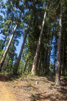 Big trees by the hiking path in the Table Mountain National Park in Cape Town.