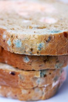 blue and pink mold on bread close-up